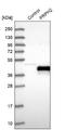 Peripherin 2 antibody, NBP1-86687, Novus Biologicals, Western Blot image 