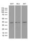 Mitochondrial Ribosomal Protein L44 antibody, LS-C792509, Lifespan Biosciences, Western Blot image 