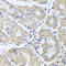 Centrosomal Protein 57 Like 1 antibody, A13611, Boster Biological Technology, Immunohistochemistry frozen image 