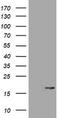 Ataxin 7 Like 1 antibody, CF505709, Origene, Western Blot image 