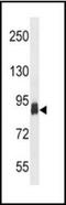 PFKP antibody, orb96541, Biorbyt, Western Blot image 