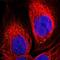 Neurensin-2 antibody, HPA015967, Atlas Antibodies, Immunofluorescence image 