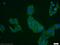 DDRGK domain-containing protein 1 antibody, 21445-1-AP, Proteintech Group, Immunofluorescence image 