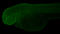 Tumor Protein P63 antibody, GTX124660, GeneTex, Immunohistochemistry frozen image 
