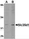 UDP-glucuronic acid/UDP-N-acetylgalactosamine transporter antibody, 4649, ProSci, Western Blot image 