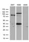 Lysine Methyltransferase 5A antibody, LS-C791523, Lifespan Biosciences, Western Blot image 