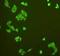 Insulin Like Growth Factor 2 MRNA Binding Protein 1 antibody, orb330140, Biorbyt, Immunofluorescence image 