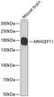 Rho Guanine Nucleotide Exchange Factor 11 antibody, GTX33017, GeneTex, Western Blot image 