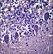 Leucine Rich Repeat Containing 8 VRAC Subunit B antibody, LS-C165892, Lifespan Biosciences, Immunohistochemistry frozen image 