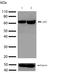 Sequestosome 1 antibody, 701510, Invitrogen Antibodies, Western Blot image 