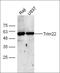 E3 ubiquitin-protein ligase TRIM22 antibody, orb158646, Biorbyt, Western Blot image 