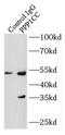 Serine/threonine-protein phosphatase PP1-gamma catalytic subunit antibody, FNab06697, FineTest, Immunoprecipitation image 