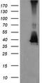 Mitogen-Activated Protein Kinase Kinase 3 antibody, CF505659, Origene, Western Blot image 