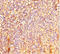 LAO antibody, LS-C678328, Lifespan Biosciences, Immunohistochemistry paraffin image 