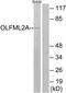 Olfactomedin Like 2A antibody, TA316202, Origene, Western Blot image 