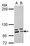 Protocadherin Alpha 10 antibody, LS-C155536, Lifespan Biosciences, Western Blot image 