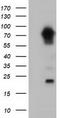 Myotubularin Related Protein 14 antibody, CF501712, Origene, Western Blot image 