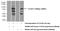 Chromosome 7 Open Reading Frame 31 antibody, 24354-1-AP, Proteintech Group, Western Blot image 