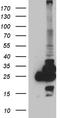 Phosphoglycerate Mutase Family Member 4 antibody, CF810791, Origene, Western Blot image 