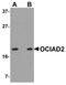 OCIA Domain Containing 2 antibody, NBP1-77085, Novus Biologicals, Western Blot image 