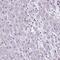 ATM Interactor antibody, HPA066900, Atlas Antibodies, Immunohistochemistry frozen image 