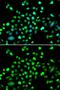 Protein Kinase AMP-Activated Non-Catalytic Subunit Gamma 1 antibody, GTX33006, GeneTex, Immunofluorescence image 