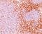 CD6 Molecule antibody, AM50241PU-T, Origene, Immunohistochemistry paraffin image 