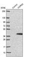 WD Repeat Domain 83 antibody, NBP1-92132, Novus Biologicals, Western Blot image 