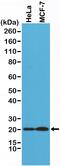 Diablo IAP-Binding Mitochondrial Protein antibody, MA5-27979, Invitrogen Antibodies, Western Blot image 