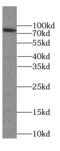 Fas Associated Factor 1 antibody, FNab02946, FineTest, Western Blot image 