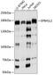 Erythrocyte Membrane Protein Band 4.1 Like 2 antibody, 23-791, ProSci, Western Blot image 