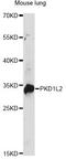 Polycystin 1 Like 2 (Gene/Pseudogene) antibody, A14954, ABclonal Technology, Western Blot image 