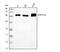 Rho Guanine Nucleotide Exchange Factor 12 antibody, A06802-2, Boster Biological Technology, Western Blot image 