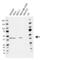 DNA dC->dU-editing enzyme APOBEC-3G antibody, VMA00418, Bio-Rad (formerly AbD Serotec) , Western Blot image 