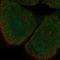 Src Kinase Associated Phosphoprotein 1 antibody, HPA002969, Atlas Antibodies, Immunocytochemistry image 