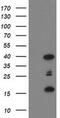 PDZ And LIM Domain 2 antibody, MA5-25506, Invitrogen Antibodies, Western Blot image 