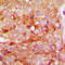 Stromelysin-3 antibody, LS-C352525, Lifespan Biosciences, Immunohistochemistry frozen image 