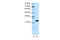 TATA-Box Binding Protein Associated Factor 11 antibody, 27-505, ProSci, Western Blot image 