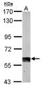 Sulfite Oxidase antibody, LS-C185747, Lifespan Biosciences, Western Blot image 