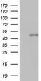Spermatogenesis Associated 2 Like antibody, M19404, Boster Biological Technology, Western Blot image 