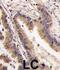 Mitogen-Activated Protein Kinase 4 antibody, abx033439, Abbexa, Immunohistochemistry paraffin image 