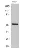 Keratin 15 antibody, A06791, Boster Biological Technology, Western Blot image 