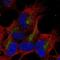 Zinc Finger Matrin-Type 4 antibody, NBP2-68726, Novus Biologicals, Immunofluorescence image 