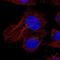 HID1 Domain Containing antibody, NBP2-58754, Novus Biologicals, Immunofluorescence image 
