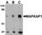 MAPK Associated Protein 1 antibody, orb74816, Biorbyt, Western Blot image 
