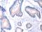 Arylacetamide Deacetylase antibody, LS-C404398, Lifespan Biosciences, Immunohistochemistry frozen image 