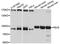 Peroxisomal Biogenesis Factor 5 antibody, LS-C747593, Lifespan Biosciences, Western Blot image 