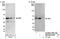 DEK Proto-Oncogene antibody, NB100-61058, Novus Biologicals, Western Blot image 