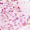 p65 antibody, LS-C358302, Lifespan Biosciences, Immunohistochemistry frozen image 