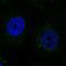 SCO Cytochrome C Oxidase Assembly Protein 2 antibody, HPA046943, Atlas Antibodies, Immunocytochemistry image 